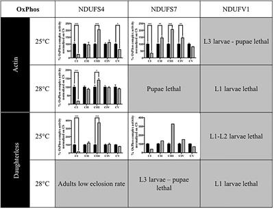 A Drosophila Mitochondrial Complex I Deficiency Phenotype Array